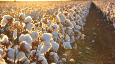 El Algodón Argentino: Entre la Tradición Regional y los Desafíos del Mercado Global.