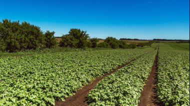 La región de Río Negro y su potencial productivo para la industria de la papa
