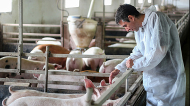 Nueva normativa: La porcicultura argentina debe certificar estatus sanitario cada cuatro meses.
