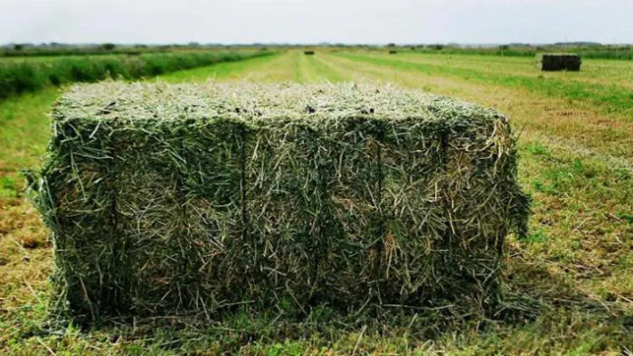San Luis impulsa un acuerdo por diez años para industrializar y exportar 10 mil toneladas de alfalfa.