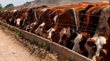 El mercado ganadero transita una alta volatilidad, a pesar de las oportunidades de crecimiento global