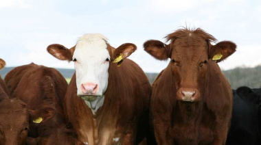 Reactivación del mercado Kosher tras acuerdo en Medio Oriente impulsa las exportaciones cárnicas del Mercosur