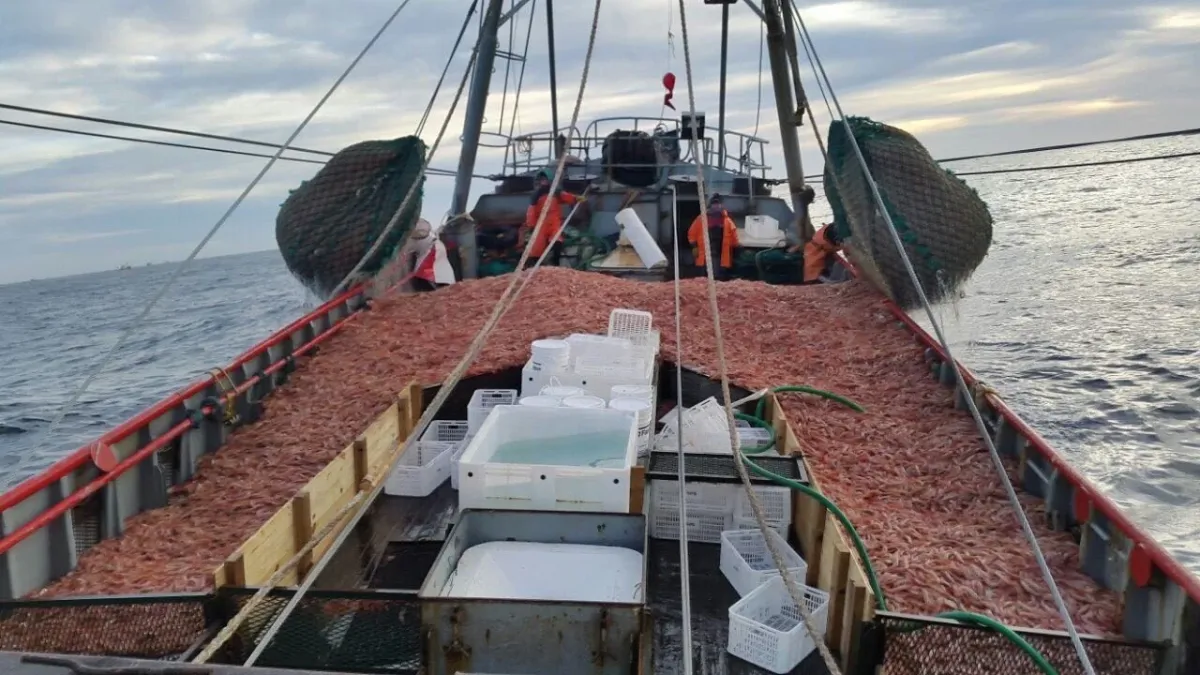 Autorizan la pesca comercial de langostino en la subárea 14 tras resultados positivos de prospección