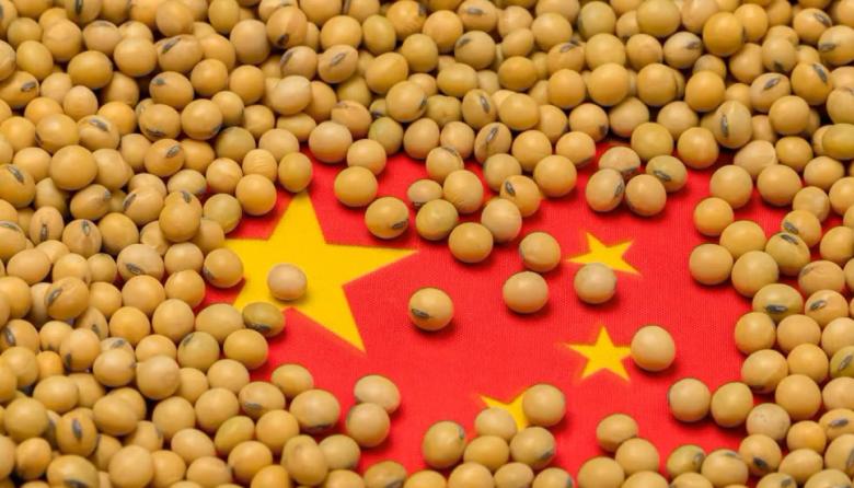 Crisis en la industria porcina china y disminución en las importaciones de soja