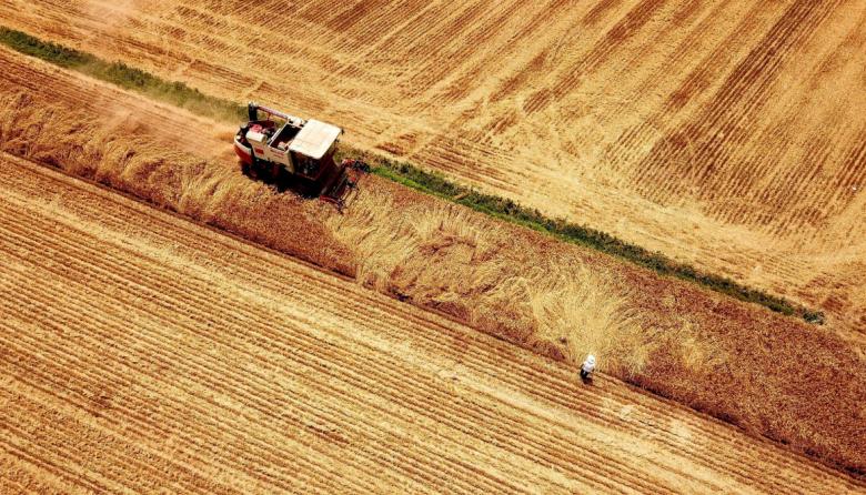 Estados Unidos aprobó el trigo tolerante a la sequía creado en la Argentina