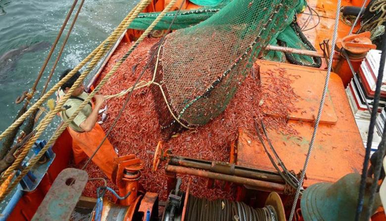 Langostino. Es inminente la finalización de la temporada.