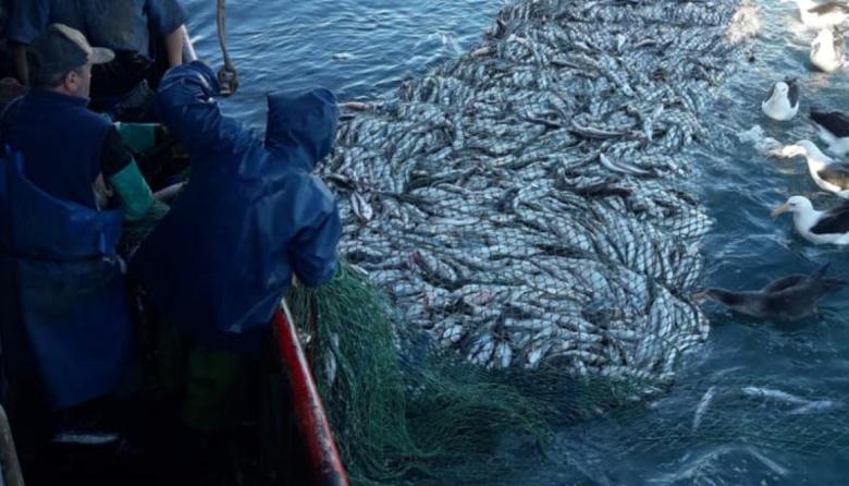 Merluza polémica: el gobierno analiza como repartir la especie más relevante del sector y piden impugnar las cuotas