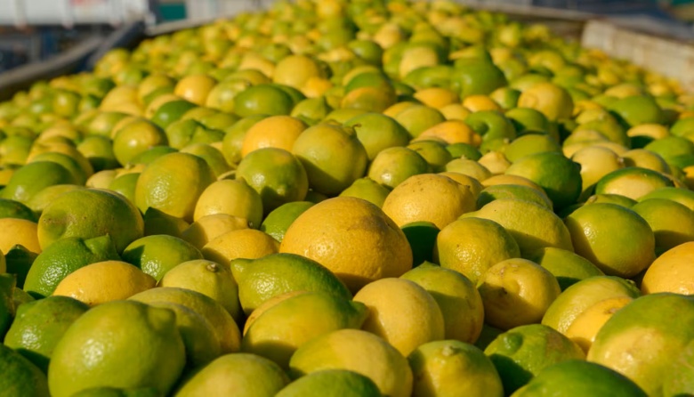 Abren la exportación a Ecuador de cítricos dulces, limón y carne vacuna con hueso