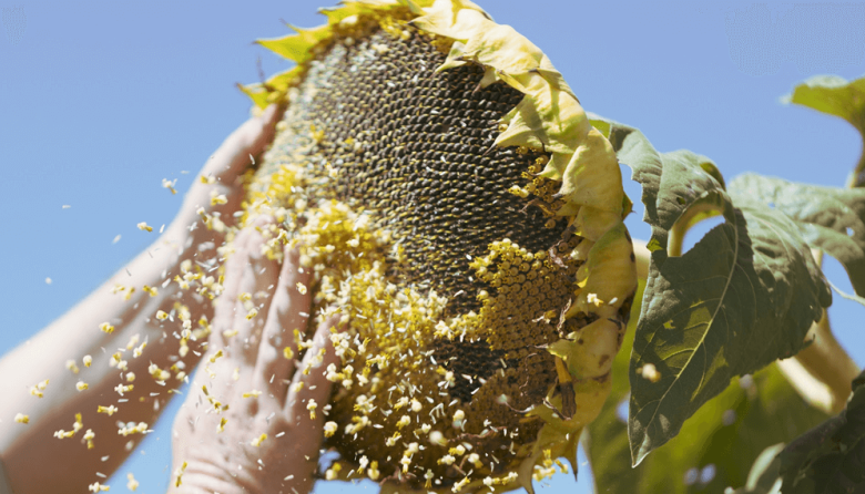 La cosecha de girasol entra en su tramo final con rindes mejores a lo esperado