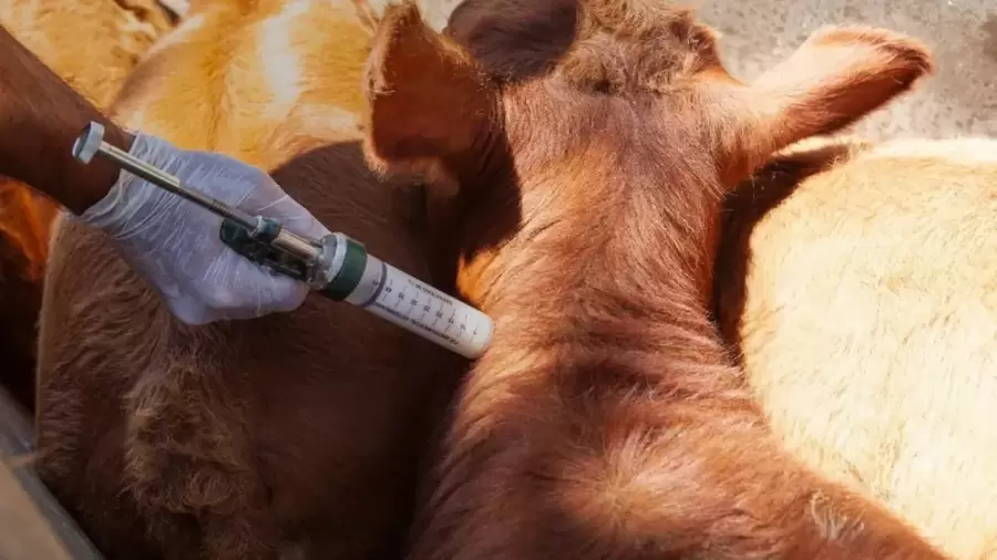 Autorizan importación veterinaria con impacto en los costos agropecuarios