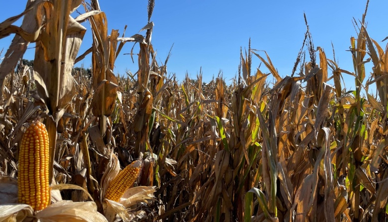 Avance de siembra fina y cosecha de gruesa: Panorama productivo en la región BCP