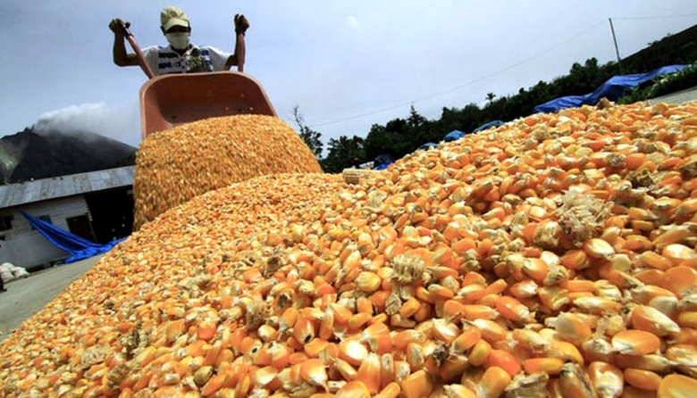 Reporte del mercado de granos: negociaciones EE.UU.-Vietnam amenazan al maíz y la harina de soja argentinos