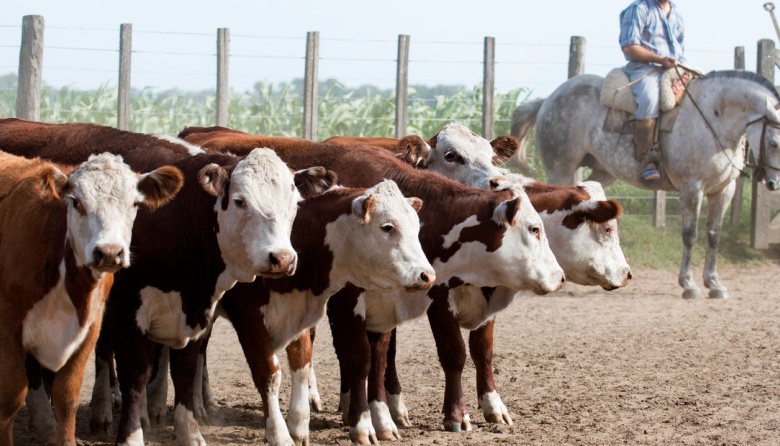 Producción de carne vacuna crece en el primer semestre de 2025 impulsada por mayor faena y consumo interno
