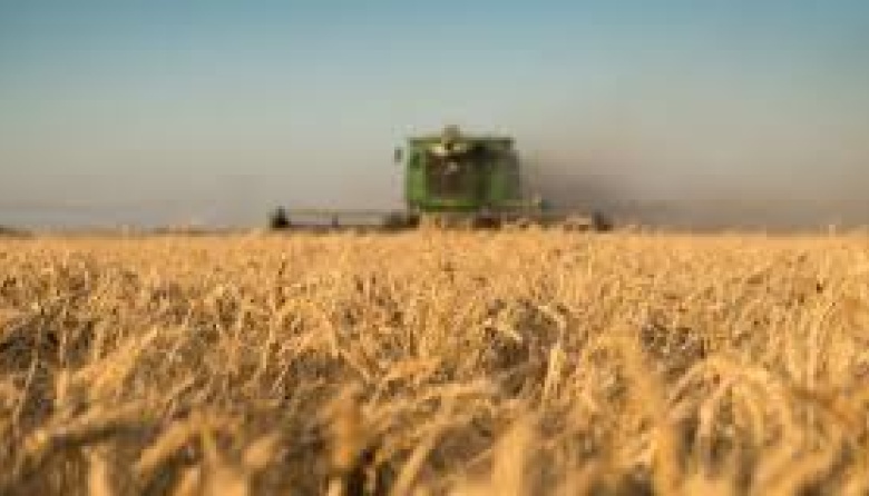 Trigo a precios de cosecha y maíz domina la actividad en un primer semestre de repunte de la molienda de soja