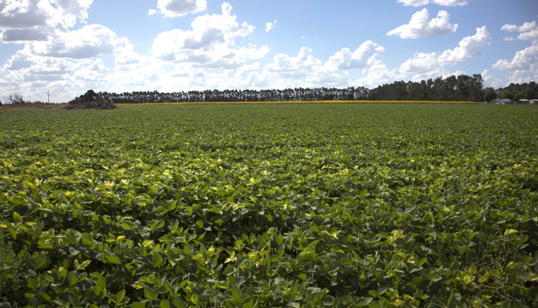 Soja y calidad genética: El gobierno Nacional aprueba marcadores ópticos con inteligencia artificial para la identificación varietal