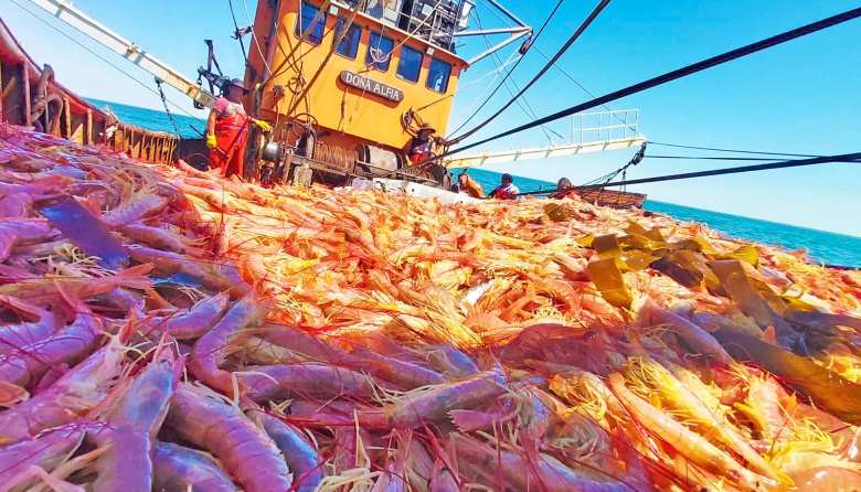 Autorizan la pesca comercial de langostino en Subárea 4 tras resultados positivos de la prospección