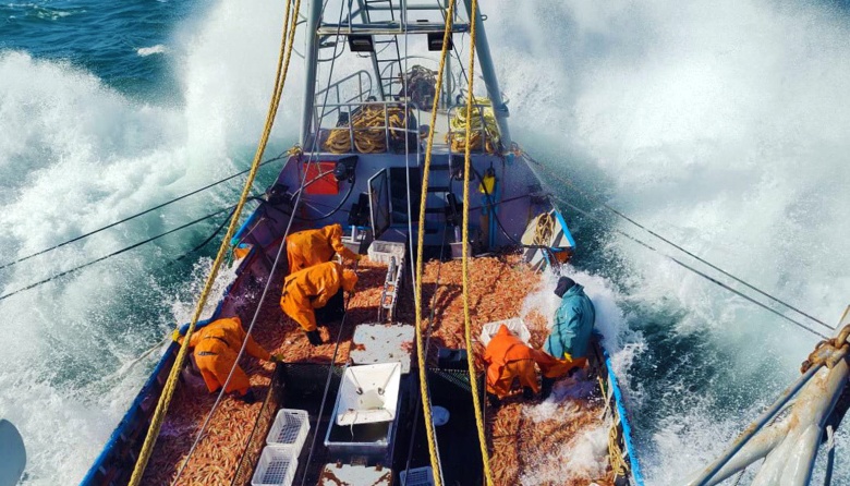 El langostino argentino resurge en una temporada tardía con abundancia y tallas de alta demanda internacional