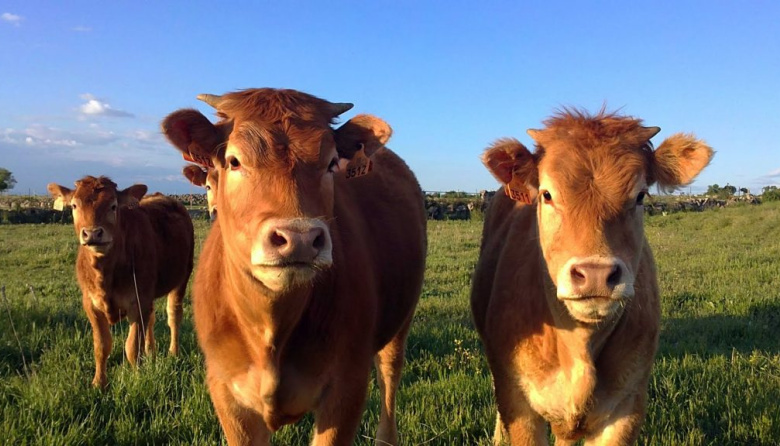 La producción de carne bovina crece en julio, pero los precios del mercado interno desalientan las exportaciones