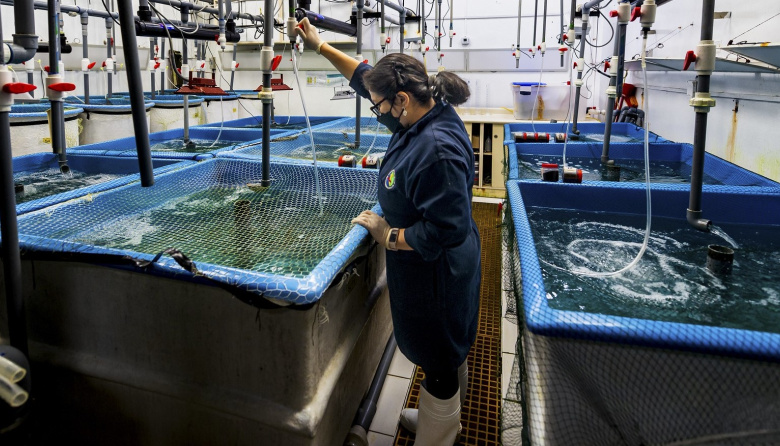 La FAO debate el futuro del comercio pesquero con foco en la sostenibilidad y la 'Transformación Azul'