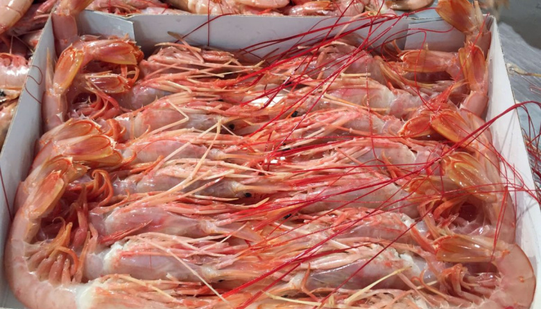 Queda abierta a la pesca comercial la Subárea 15, tras una prospección favorable de langostino