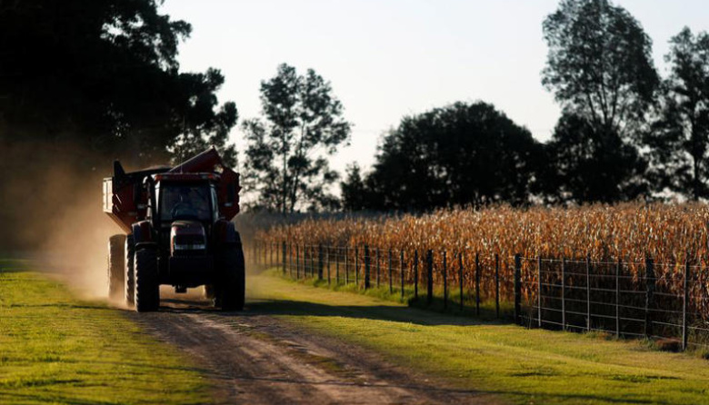 La Bolsa de Cereales de Buenos Aires anuncia el fin de la cosecha de maíz 24/25 con una producción de 49 millones de toneladas