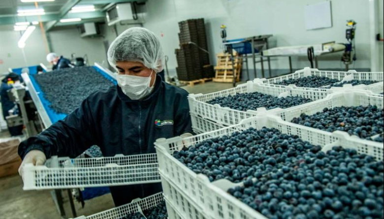 Perú proyecta un nuevo récord en exportaciones de arándanos para 2026