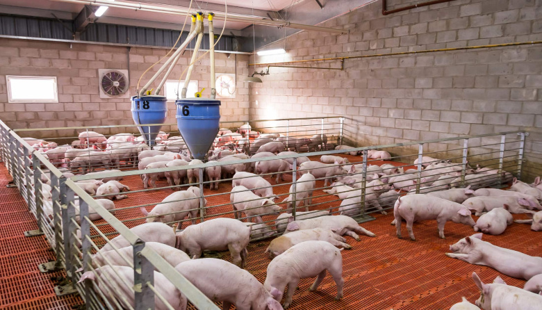 Cerdo argentino se afianza en Filipinas: buscan contratos anuales en un mercado clave.