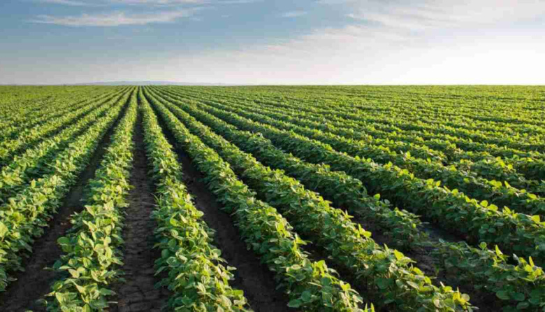 La siembra de soja avanza en la Zona Núcleo con márgenes en alza y pronóstico de alta productividad