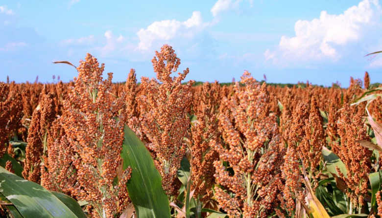 El sorgo, víctima de la guerra comercial EE. UU.-China: Mínimos históricos de exportación para Norteamérica y oportunidad para Argentina