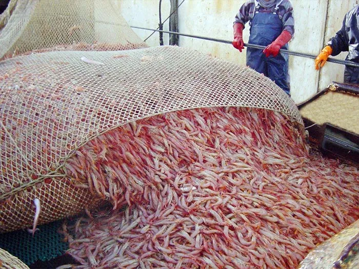 Langostino: ¿Se abrirá la temporada con ejemplares juveniles aún dominando el área sur?