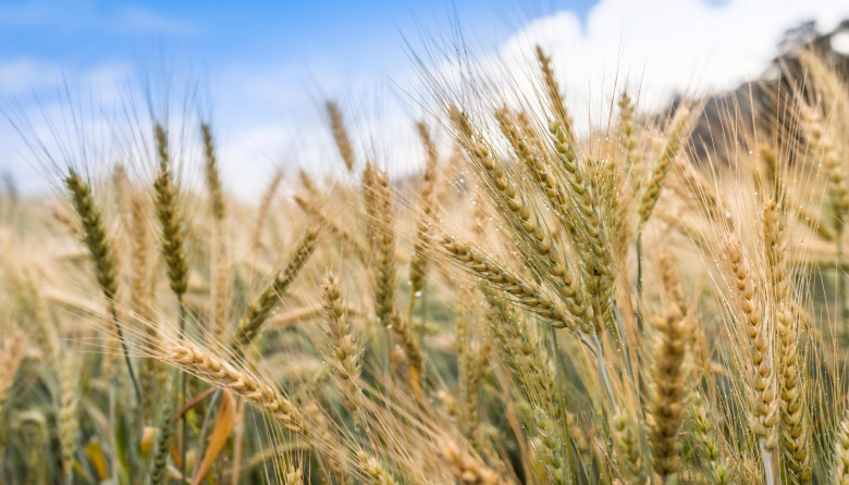 Argentina se encamina a una cosecha récord de cebada