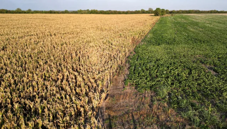 Alarma en el campo: La fase alcista de la urea deteriora la rentabilidad