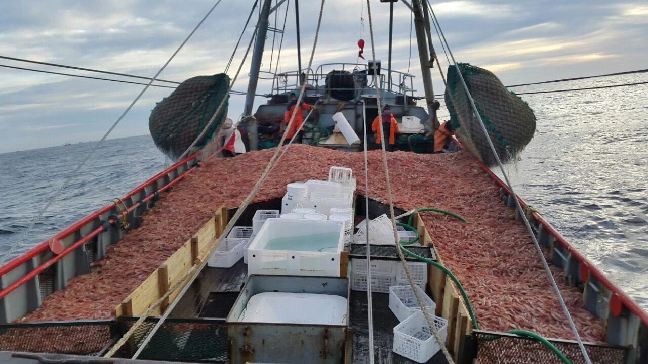 La flota de langostino debe rendir cuentas al Consejo Federal Pesquero