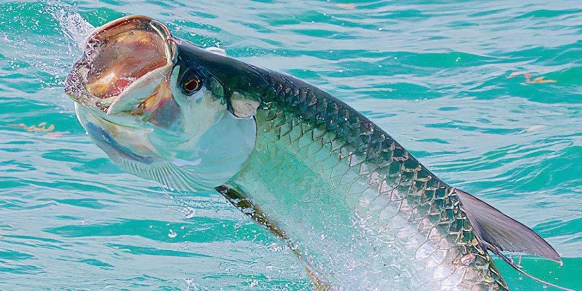 Entre Ríos restringe la pesca comercial a 600 toneladas