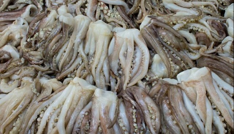 Europa compra a ciegas: un estudio revela que la mitad del calamar se vende sin datos de origen ni especie