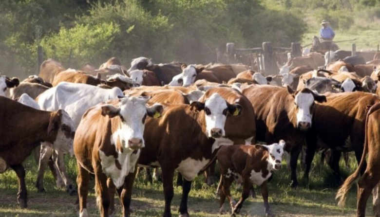 Retención bovina en Argentina: Perspectivas para 2026 y desafíos del sector pecuario