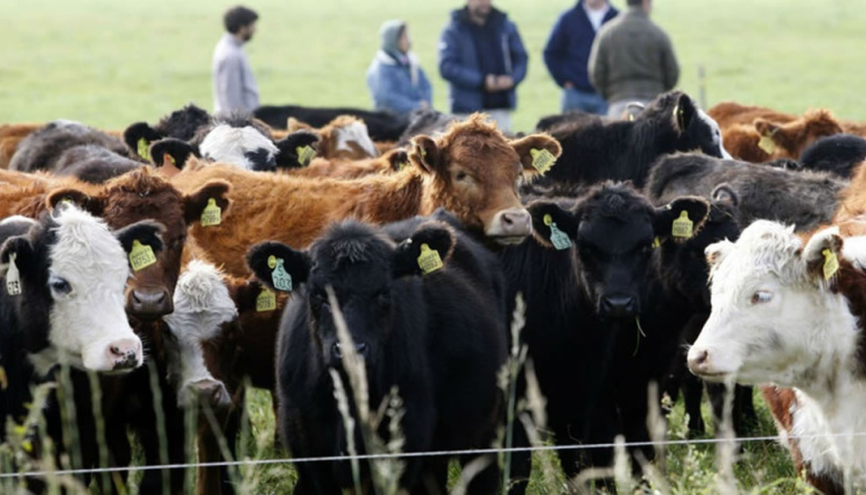 Córdoba elimina las Guías de Hacienda tras presión del sector agropecuario