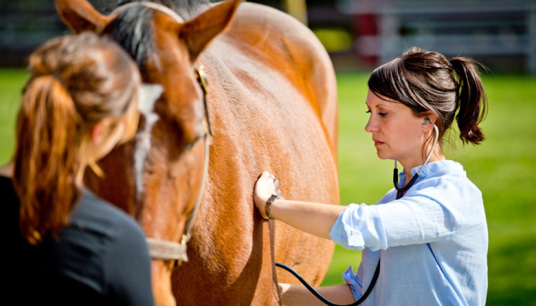 Encefalomielitis equina: la amenaza viral que requiere prevención urgente en el campo argentino