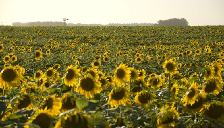 Récord histórico en molienda de girasol frente a la desaceleración estacional de la soja