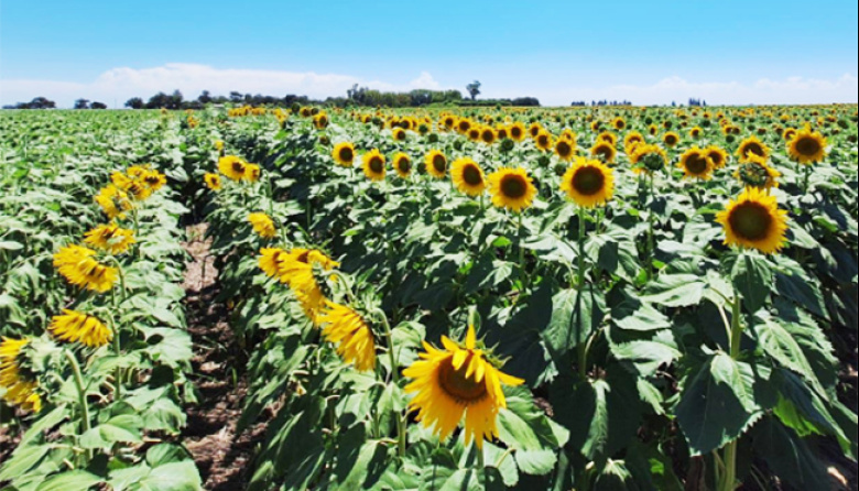 Estrategias integrales para el manejo del girasol y la reducción del impacto aviario
