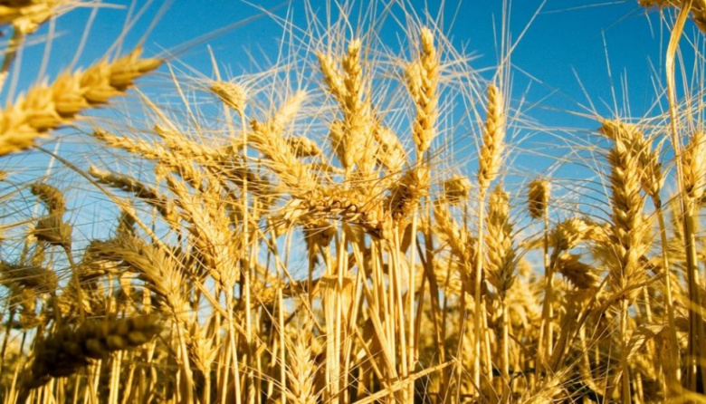 Cosecha de trigo 2025/26: Argentina alcanzaría un récord histórico de 27,7 millones de toneladas