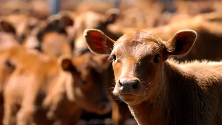 Ganadería argentina: La mejora en precios de exportación compensa la limitada competitividad cambiaria