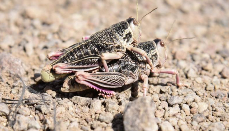 Drones y tecnología de precisión para el control de la tucura sapo en campos de Río Negro
