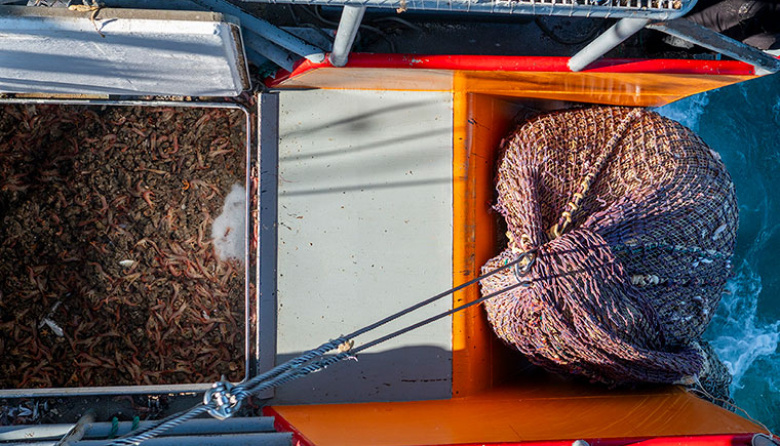 Milla 12 bajo la lupa: El muro de barcos que frena la temporada de pesca en Chubut