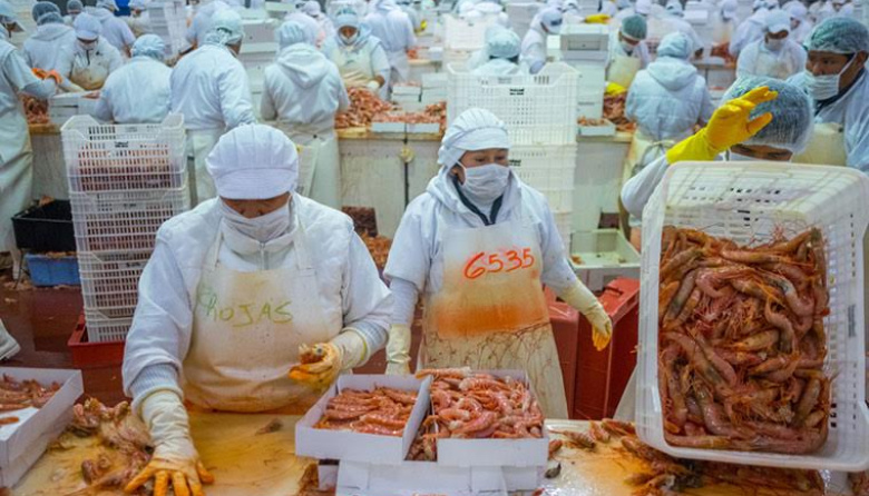 Langostino costero de Chubut: El desafío de unificar el camino hacia la certificación MSC