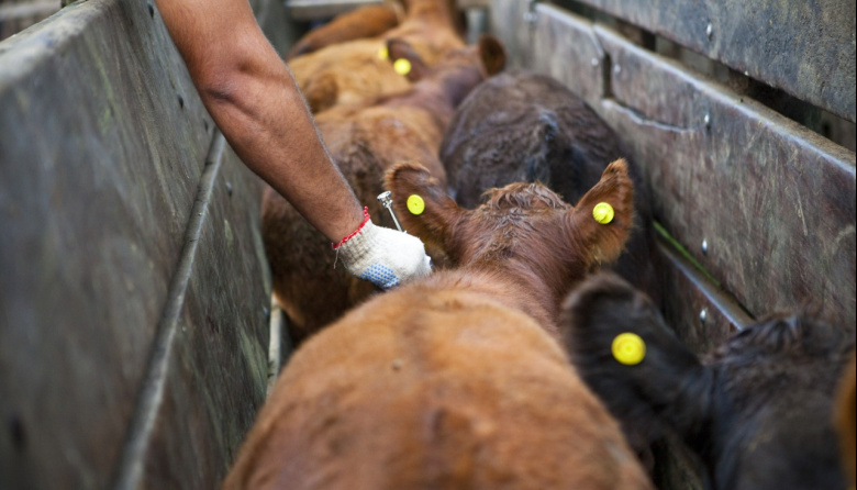 Senasa oficializa las fechas de vacunación contra la aftosa y el fin de la segunda dosis para menores