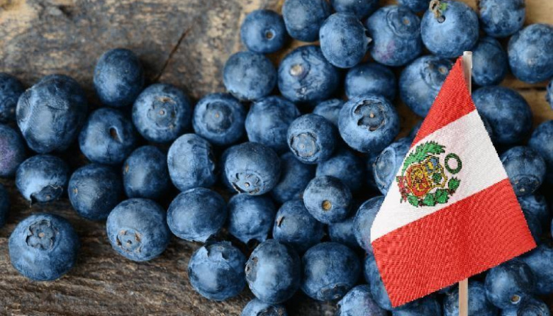 Perú proyecta un nuevo máximo histórico y reafirma su liderazgo en la exportación de arándanos