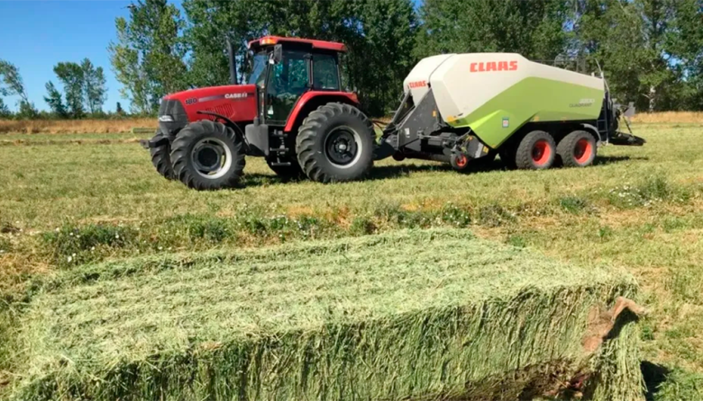 Alfalfa premium: el plan estratégico para industrializar el forraje y desvincularlo del clima