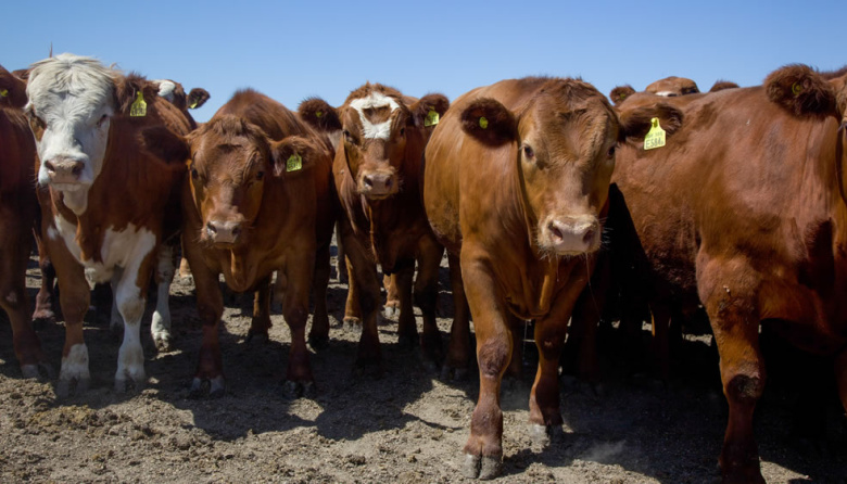 China reduce compras de carne y afecta a los frigoríficos de Argentina y Brasil