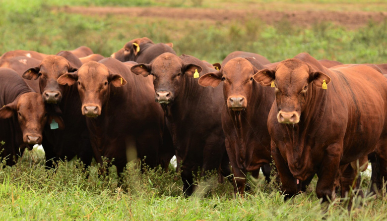 Brangus lanza un programa con inteligencia artificial para medir la calidad de su carne